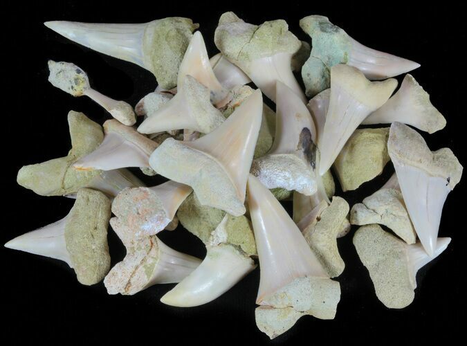 + Fossil Shark Teeth - Bakersfield, California #62070